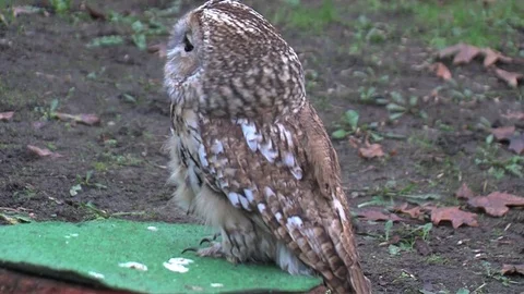 Close-up from an owl that's turning its head in a park Stock Footage 76124551