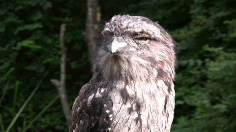 Close up of an owl with silver grey feathers Stock Footage 28489316