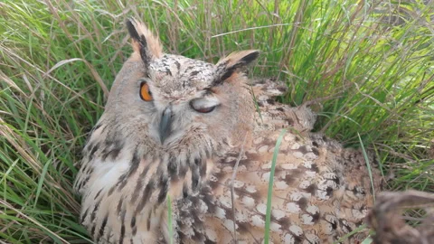 Close-up of Owl sits on ground, hiding in thick grass and stares very intently Stock Footage 321421559