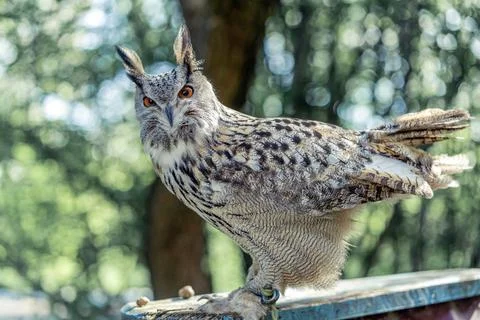 Close-up of an owl sitting on a leash in captivity Stock Photos