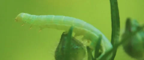 Close up of a Owlet moth caterpillar Stock Footage 251721744