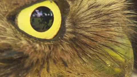 Close-Up of an Owl’s Eye Stock Footage 313952049
