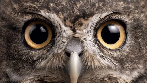 Close-up of owl’s eyes in focus Video stock 317002371
