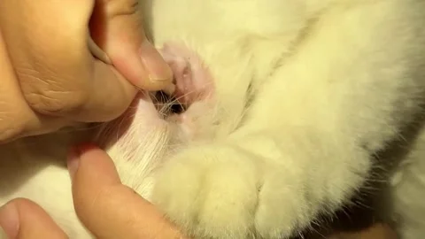 Close up of owner cleaning white cat's dirty ear with a cotton bud Stock Footage 342128759