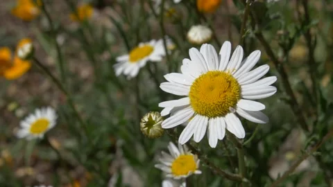 Close up of Ox Eye Daisy in broad meadow during sunny spring afternoon 動画素材 172153301