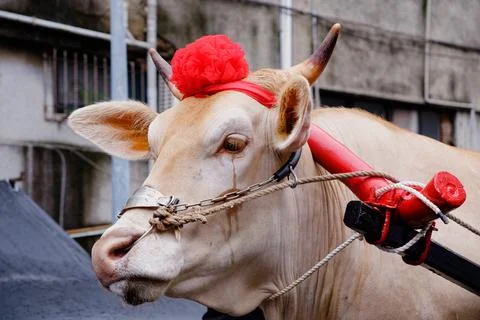 Close-up of ox head pulling traditional cart at Taiwan festival 스톡 사진