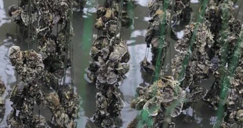 Close-Up of Oyster Attached to Cement Dish Hanging from Bamboo Cage Stock Footage 252756824