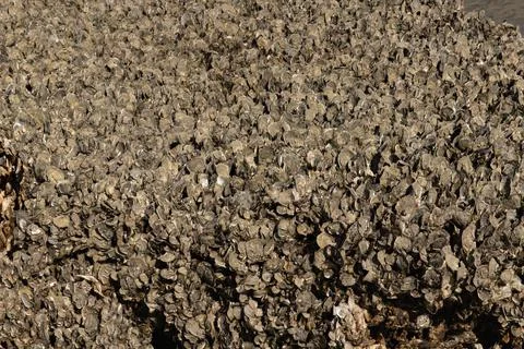 Close Up of Oyster Shell Cluster On Beach Stock Photos