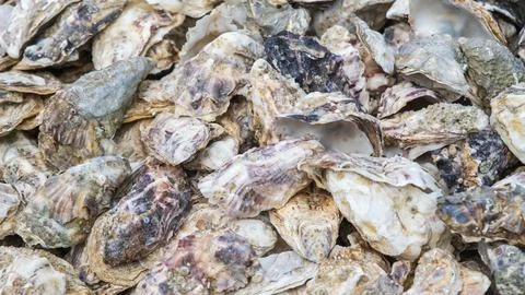 Close-Up of Oyster Shell Pile 写真素材