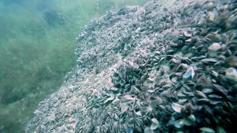 Close-up of Oyster shells underwater in the deep ocean on a sunny day. Stock Footage 263284608