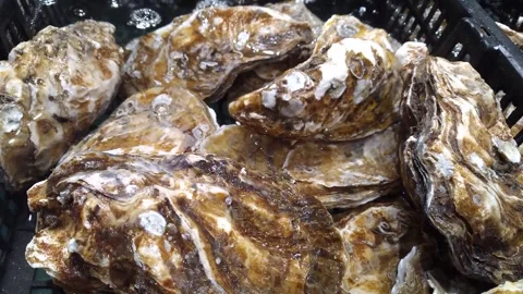 Close up of oysters Stock Footage 290868412