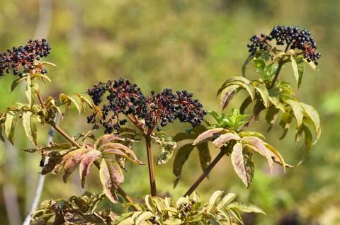 Close-p of black dwarf elder fruits with green blurred plants on background Stock Photos