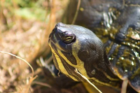 Close-p of turtle head side view with eye and selective focus on foreground Stock Photos