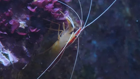 Close up of  Pacific cleaner shrimp Stock-Footage 119497612