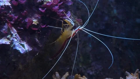 Close up of  Pacific cleaner shrimp Stock Footage 119497725