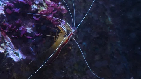 Close up of  Pacific cleaner shrimp Stock Footage 119498030