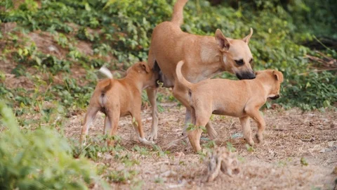 Close up of Pack of dogs playing with each other in slow motion, India Stock Footage 145035729