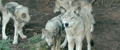 Close up pack of wolves in northern forest Stock Footage 168328655