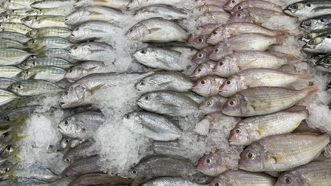 Close packed fish layers showing texture freshness indicators and high volu.. Stock Photos