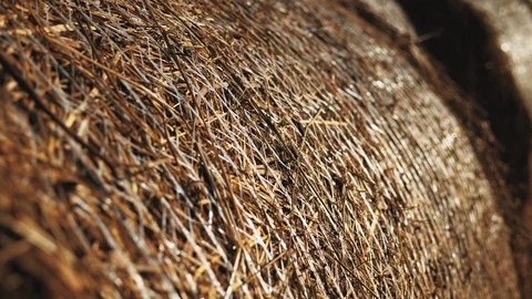 Close up packed haystacks rolls hay bales isolated Video stock 98302302