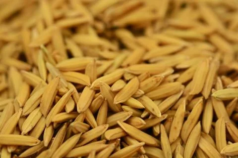 Close up of paddy background Foto stock