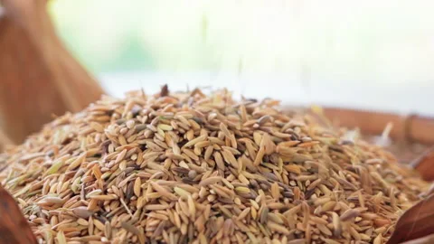 Close up Paddy dropping in basket  slow motion 100fps Vídeos de archivo 156167914