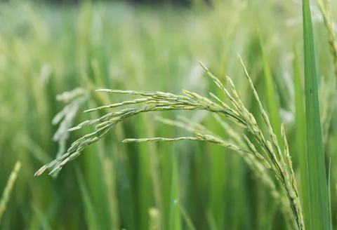Close up paddy field Stock Photos