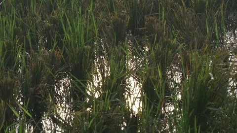 Close Up Paddy Field in water reflection Stock Footage 257649326