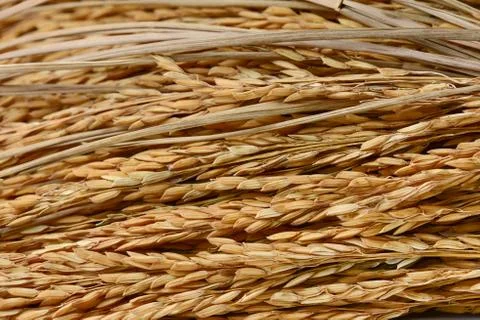 Close-up of paddy grains Stock Photos