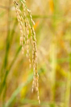 Close up of  paddy rice. Stock Photos