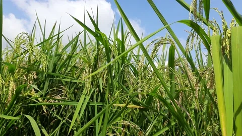 Close up of paddy rice stalk. Stock Footage 146888247