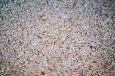 Close up of Paddy rice Texture Background Stock Photos