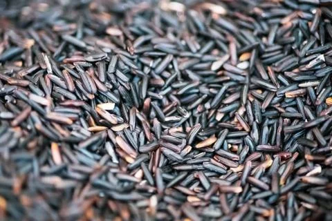 Close up of Paddy rice Texture Background Stock Photos