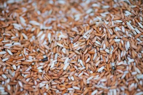 Close up of Paddy rice Texture Background Stock Photos