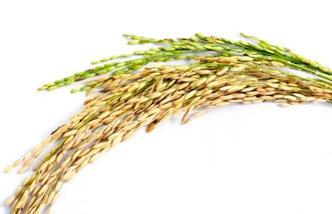 Close up of paddy rice on white background Stock Photos