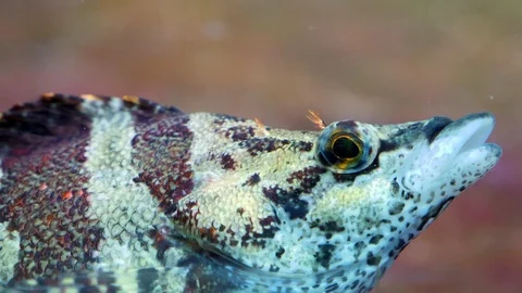 Close up of Painted greenling Stock Footage 121853052
