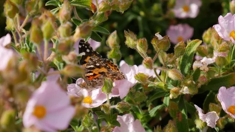 Close up of a painted lady butterfly insect feeding on nectar and Stock Footage 107978802