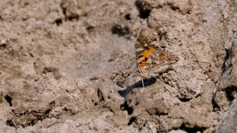Close up of a painted lady butterfly resting on sand Видео 333940599