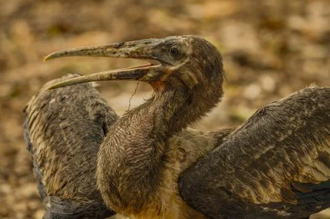 Close-up of a Painted Stork Chick Stock Photos