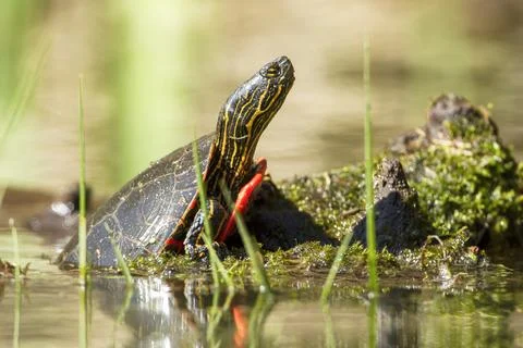 Close up of painted turtle partly in water. Stock Photos
