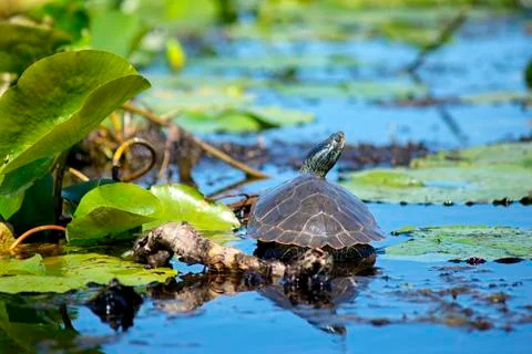 Close up of painted turtles on Point Pelee conservation area, Ontario. Stock Photos