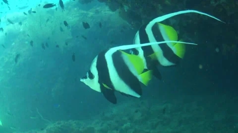 Close up pair of bannerfish 動画素材 33070576