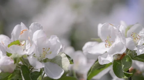 Close Up of a pair of Blossoming Apple tree flowers Stock Footage 63613885