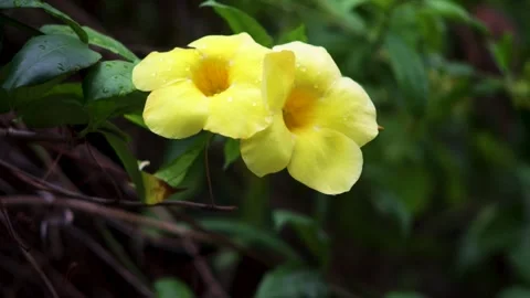 Close up pair of bright yellow golden trumpet flowers blooming with dew dro.. Stock Footage 344699667