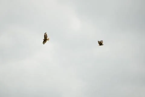 Close-up of a pair of buzzards (Buteo buteo) in flight Foto stock
