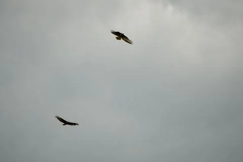Close-up of a pair of buzzards (Buteo buteo) in flight Foto stock