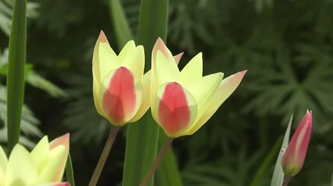 Close up pair of cream and red tulips blowing in the spring breeze Stock-Footage 50302593
