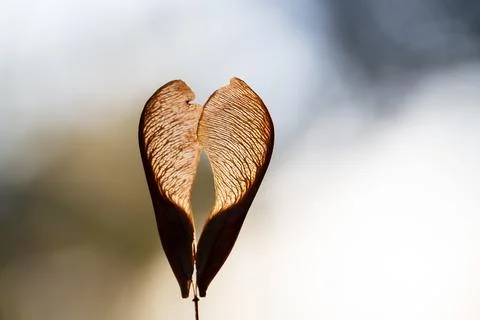 Close-up of pair of dry maple tree seeds on blurred background. Stock Photos