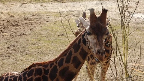Close up on a pair of giraffes grazing together on vegetation Stock Footage 129498355