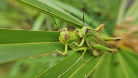Close up A pair of grasshoppers Stock Footage 299734295